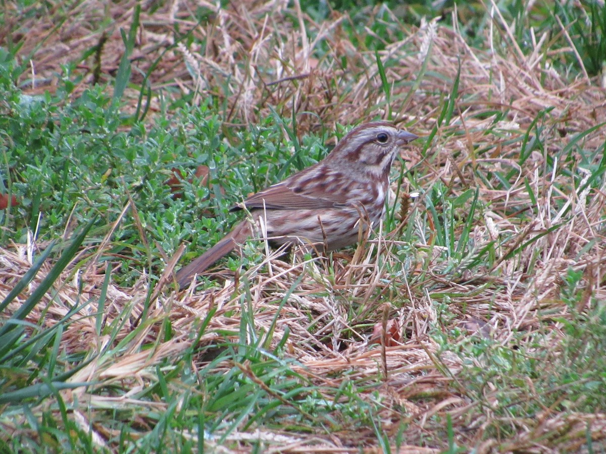 Song Sparrow - ML497719321