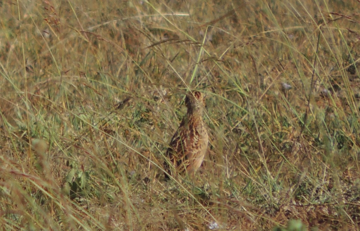 Liben Lark - ML497720711