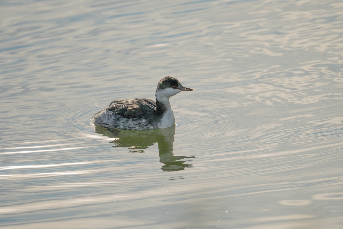 Horned Grebe - ML497720861