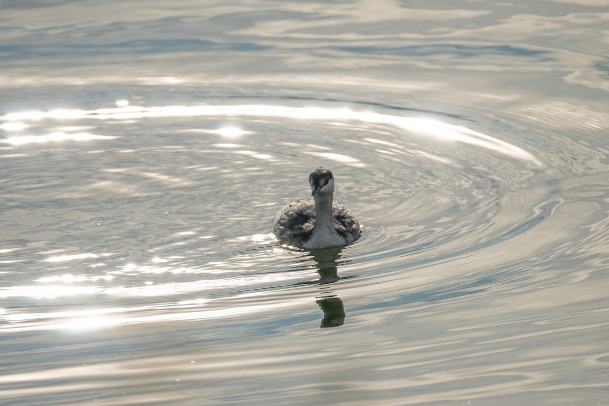 Horned Grebe - ML497720881