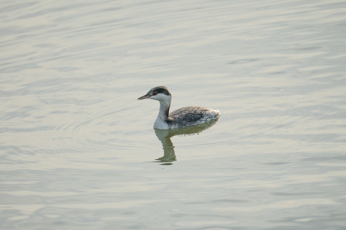 Horned Grebe - ML497720901