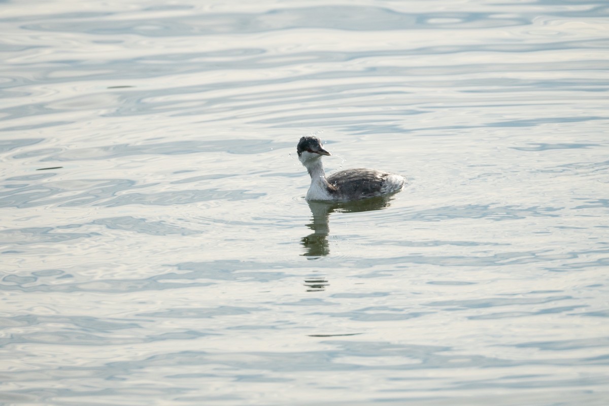 Horned Grebe - ML497720921