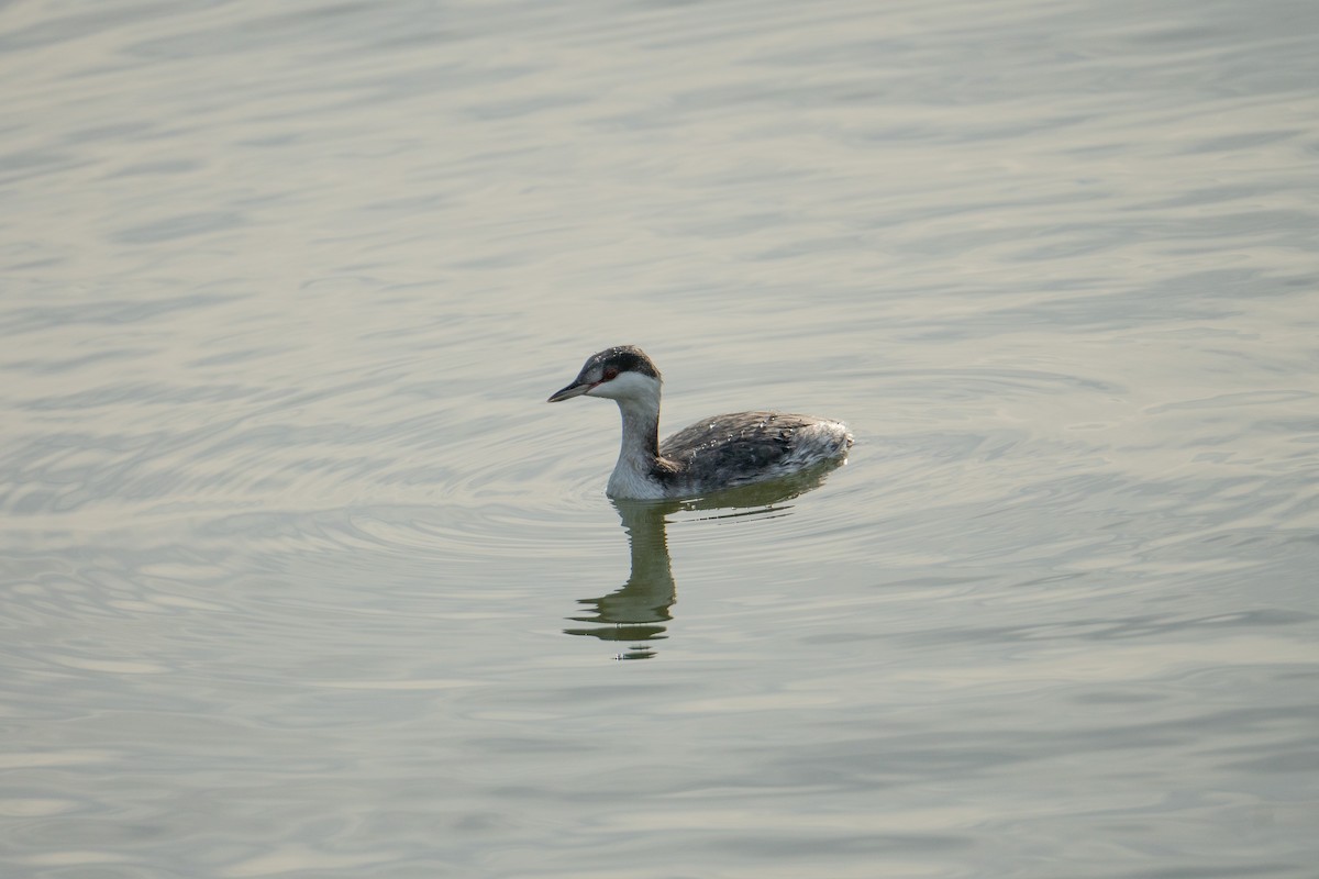 Horned Grebe - ML497720951