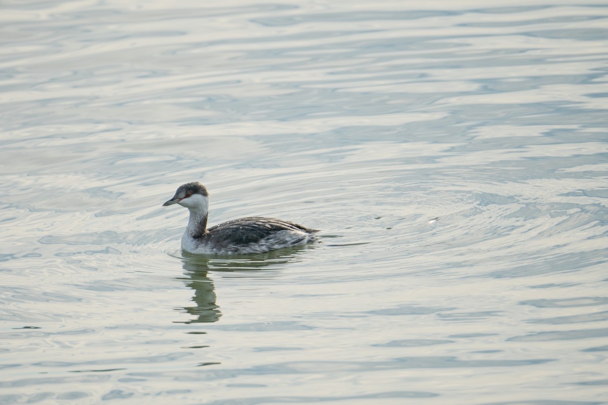 Horned Grebe - ML497720971