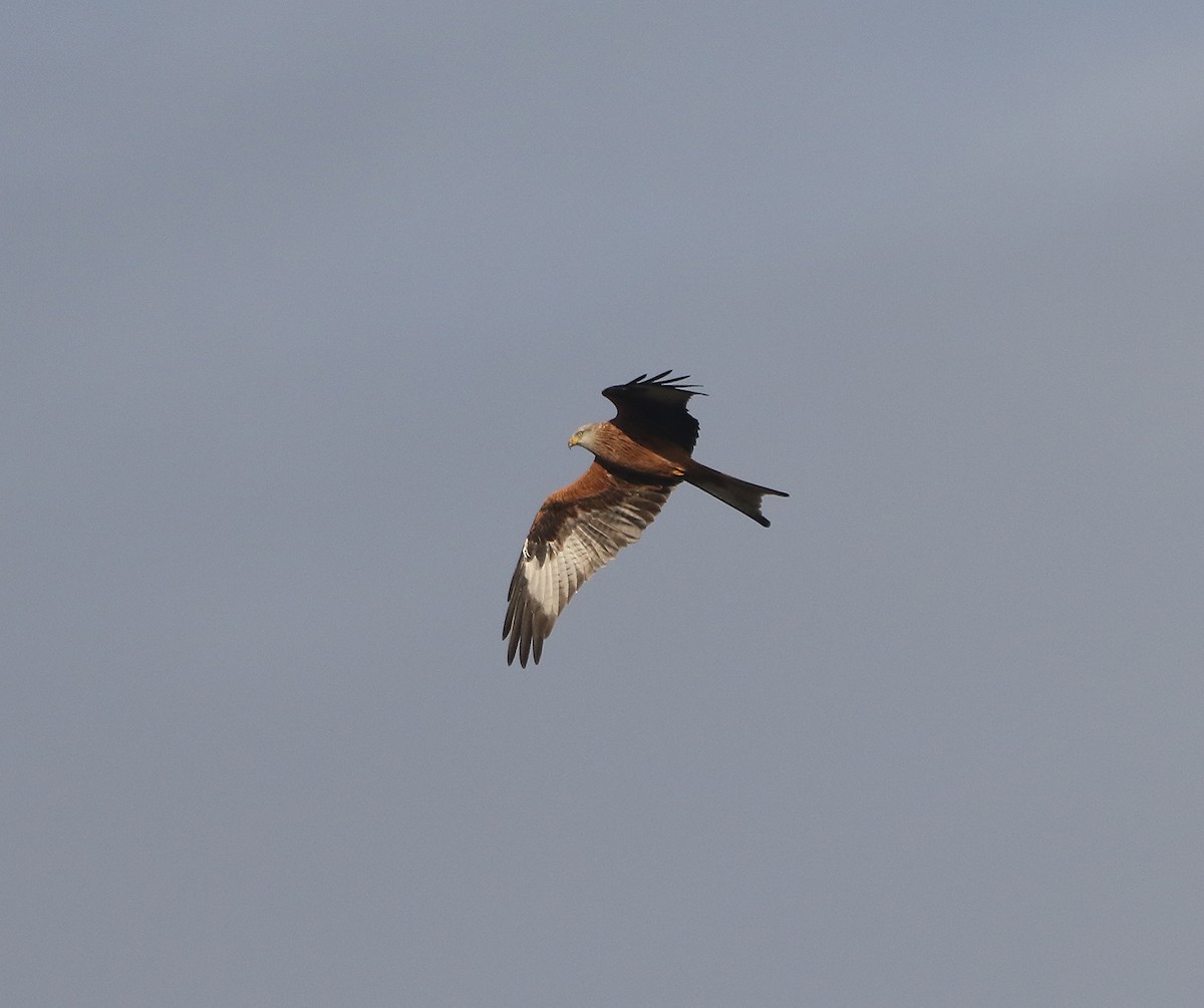 Red Kite - ML497721991