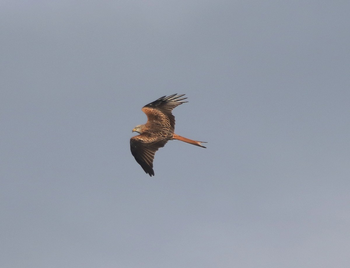 Red Kite - ML497722171