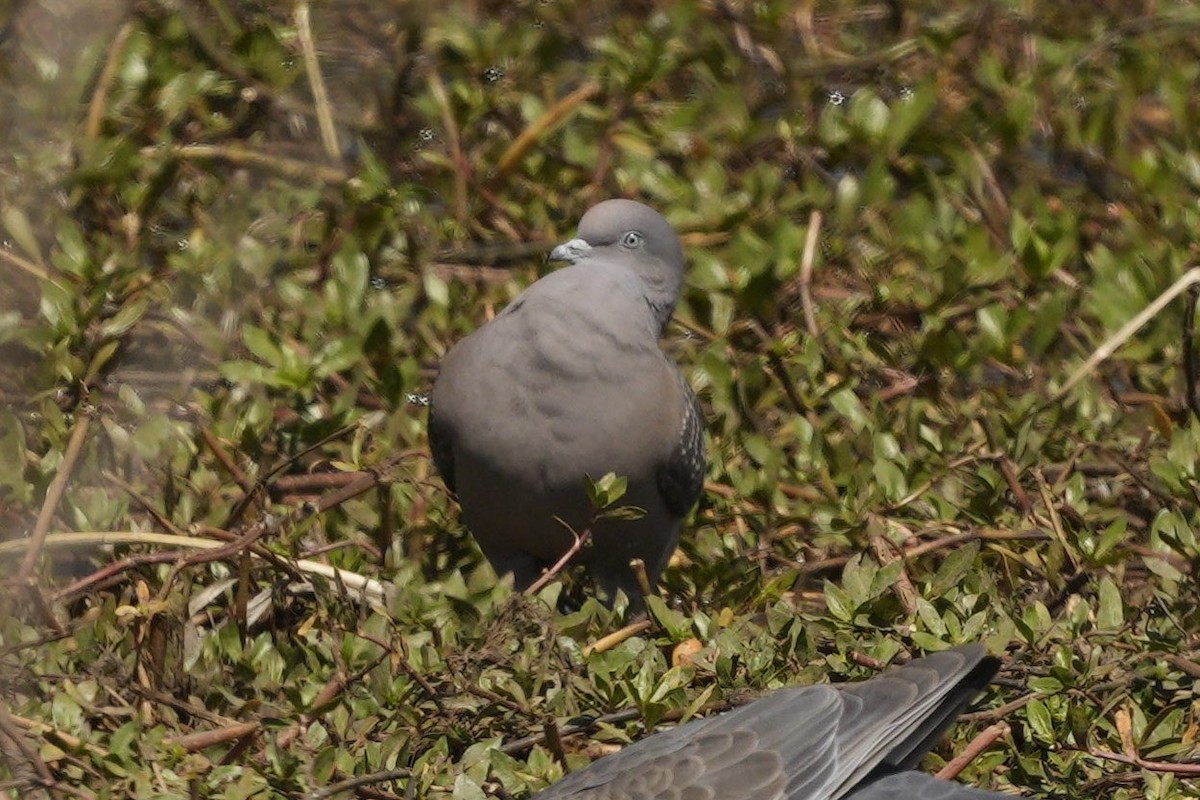 Spot-winged Pigeon - ML497722561