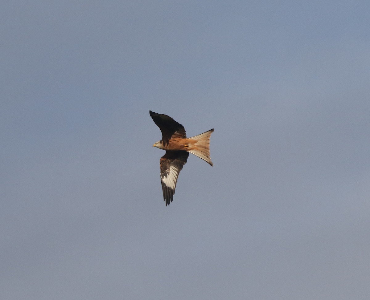 Red Kite - ML497722591
