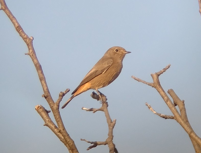 Black Redstart - ML497722651