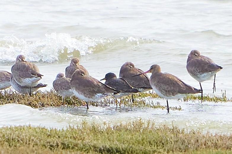 Surfbird - ML497723631