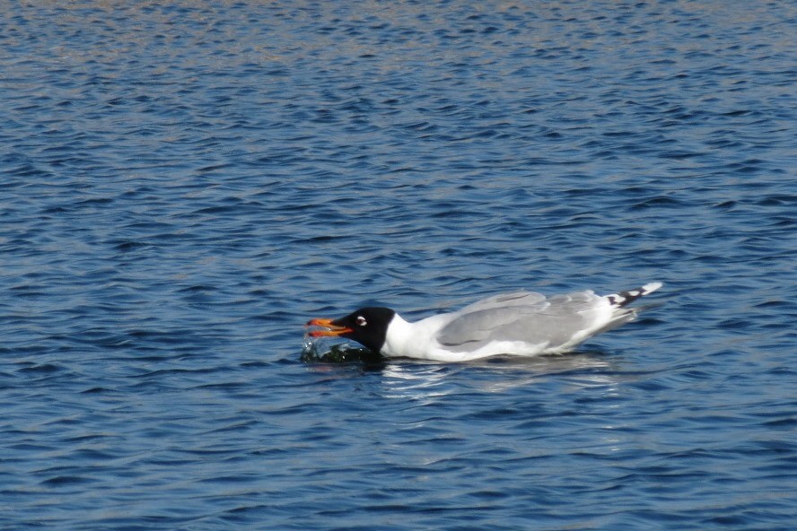 Pallas's Gull - Filipe Canário