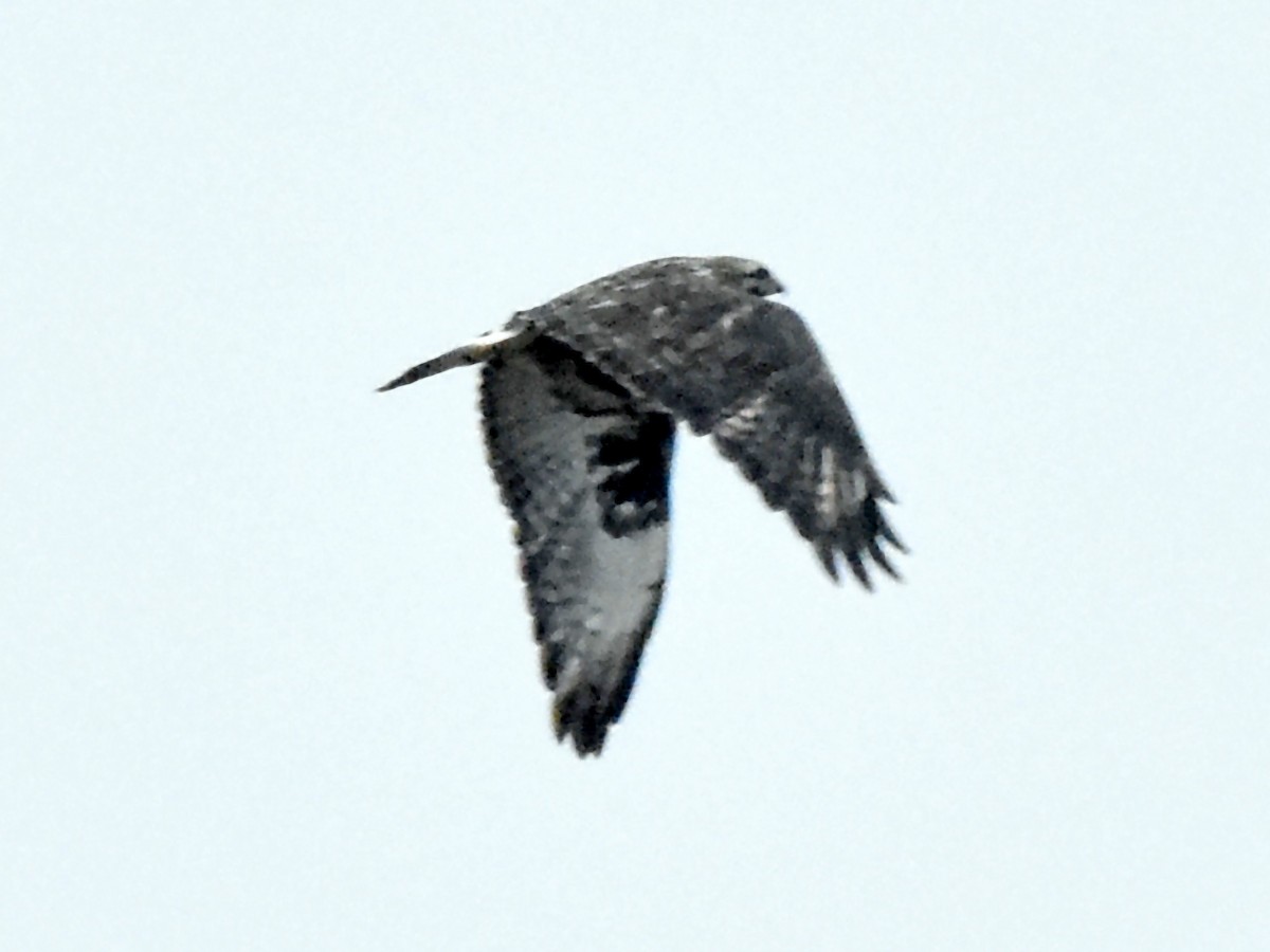 Rough-legged Hawk - ML497724431