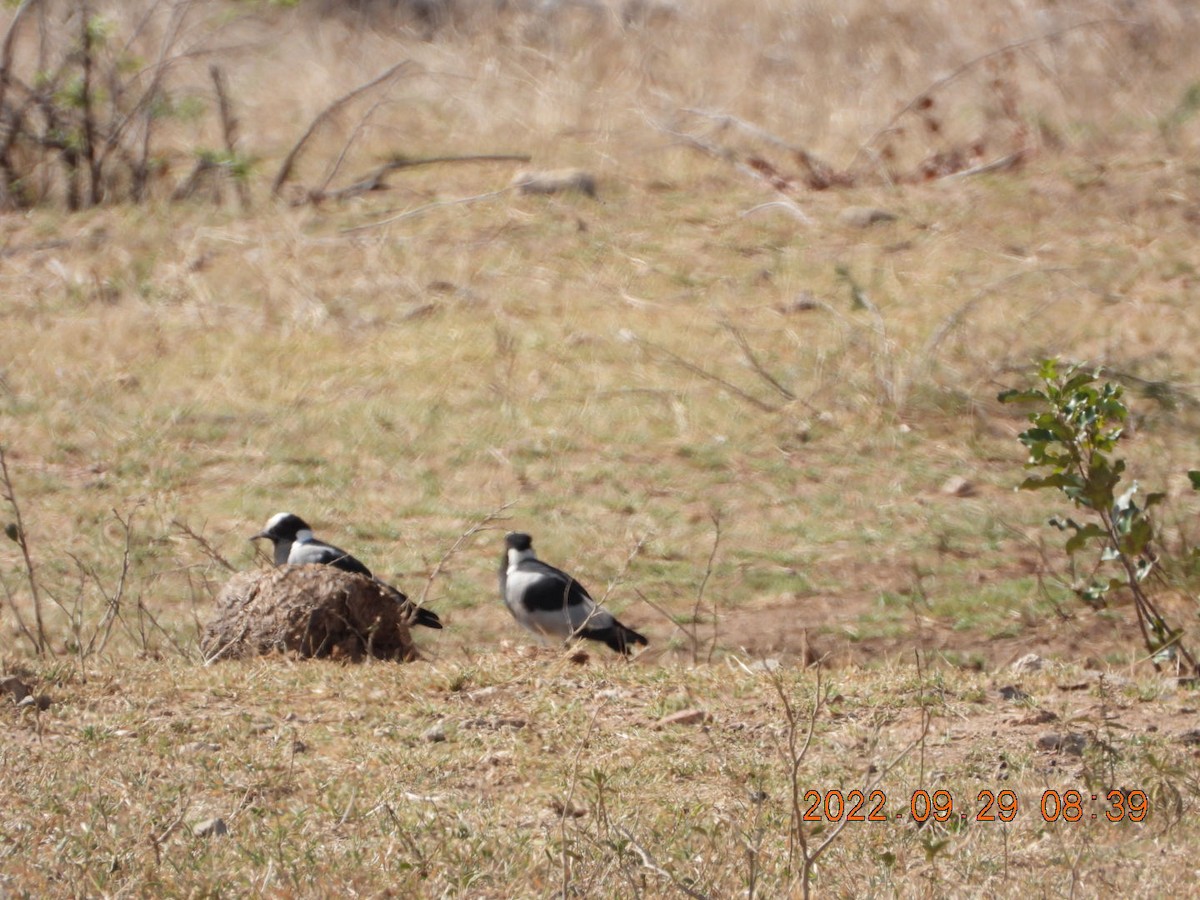 Blacksmith Lapwing - ML497724941