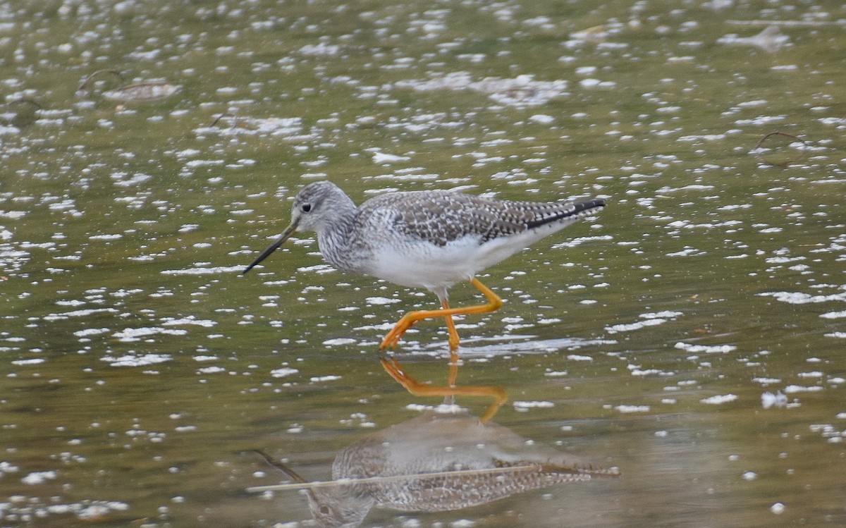 Greater Yellowlegs - ML497725431