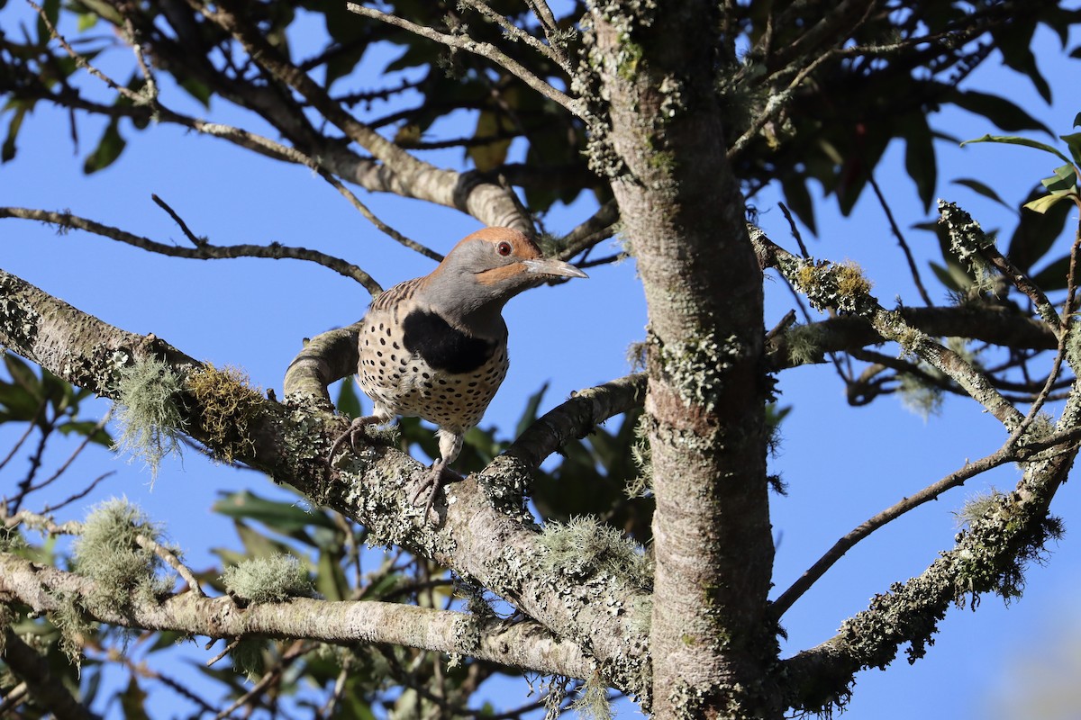 Northern Flicker (Guatemalan) - ML497726611