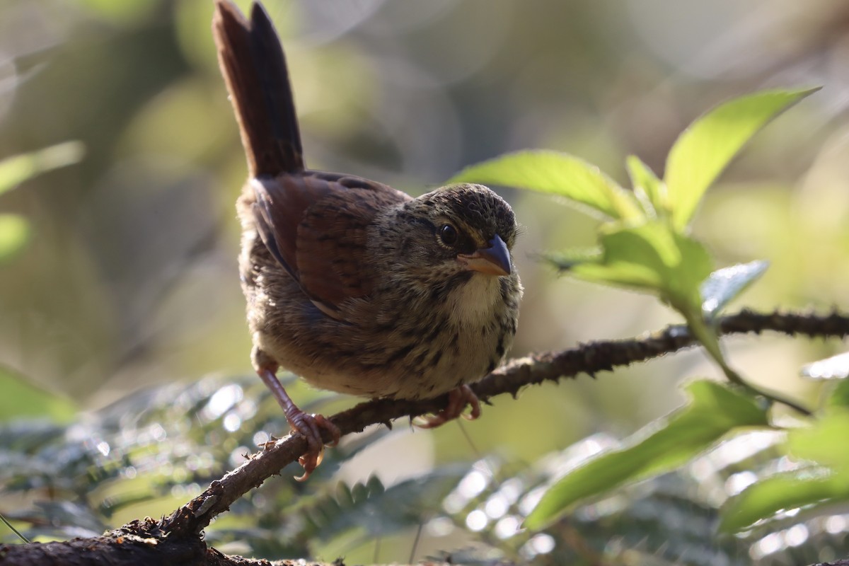 Rusty Sparrow - ML497727771