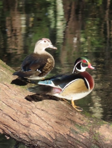 Canard branchu - ML497728171