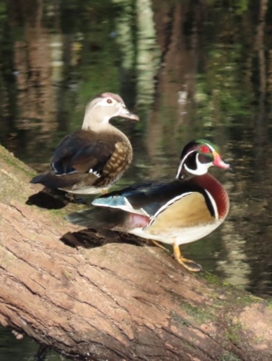 Wood Duck - ML497728171