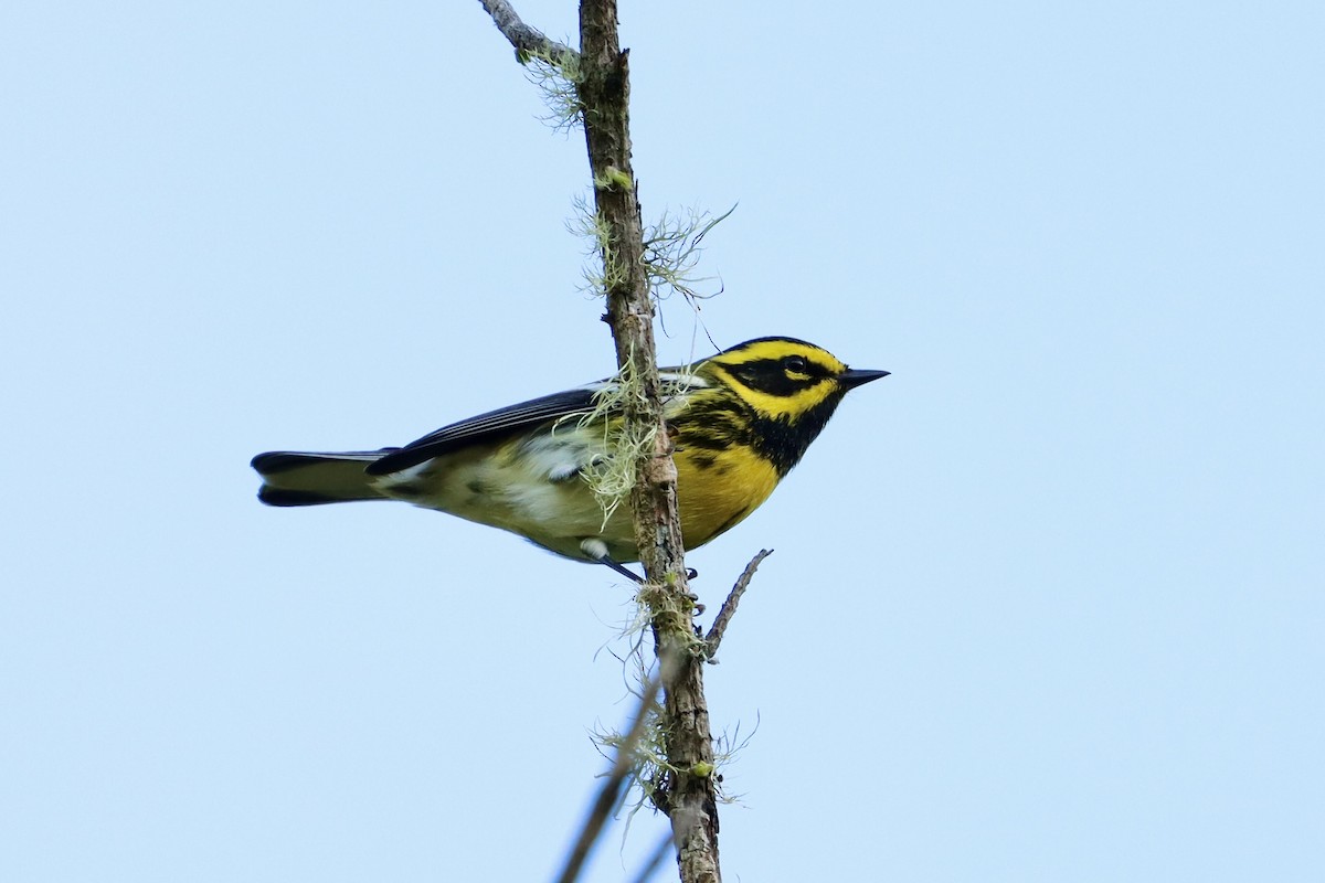 Townsend's Warbler - ML497729681