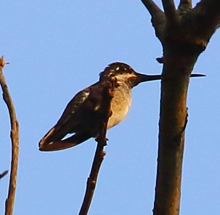 kolibřík hvězdohrdlý - ML497731221