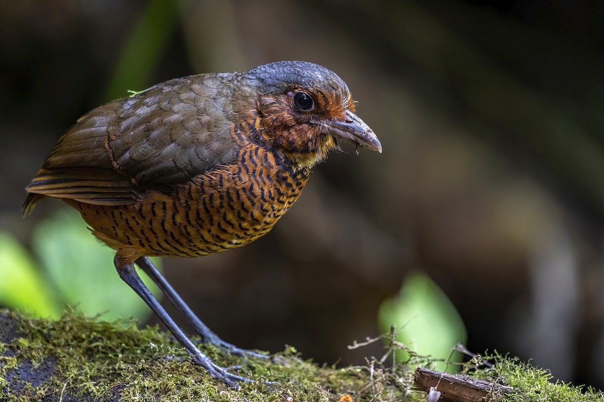 Giant Antpitta - ML497731621