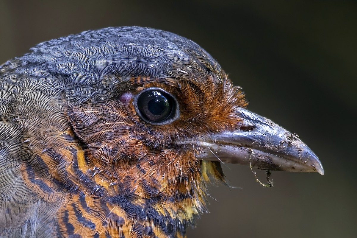 Giant Antpitta - ML497731721