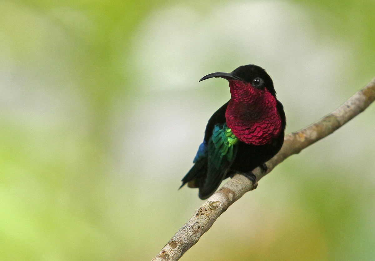 kolibřík nachovohrdlý - ML497732191