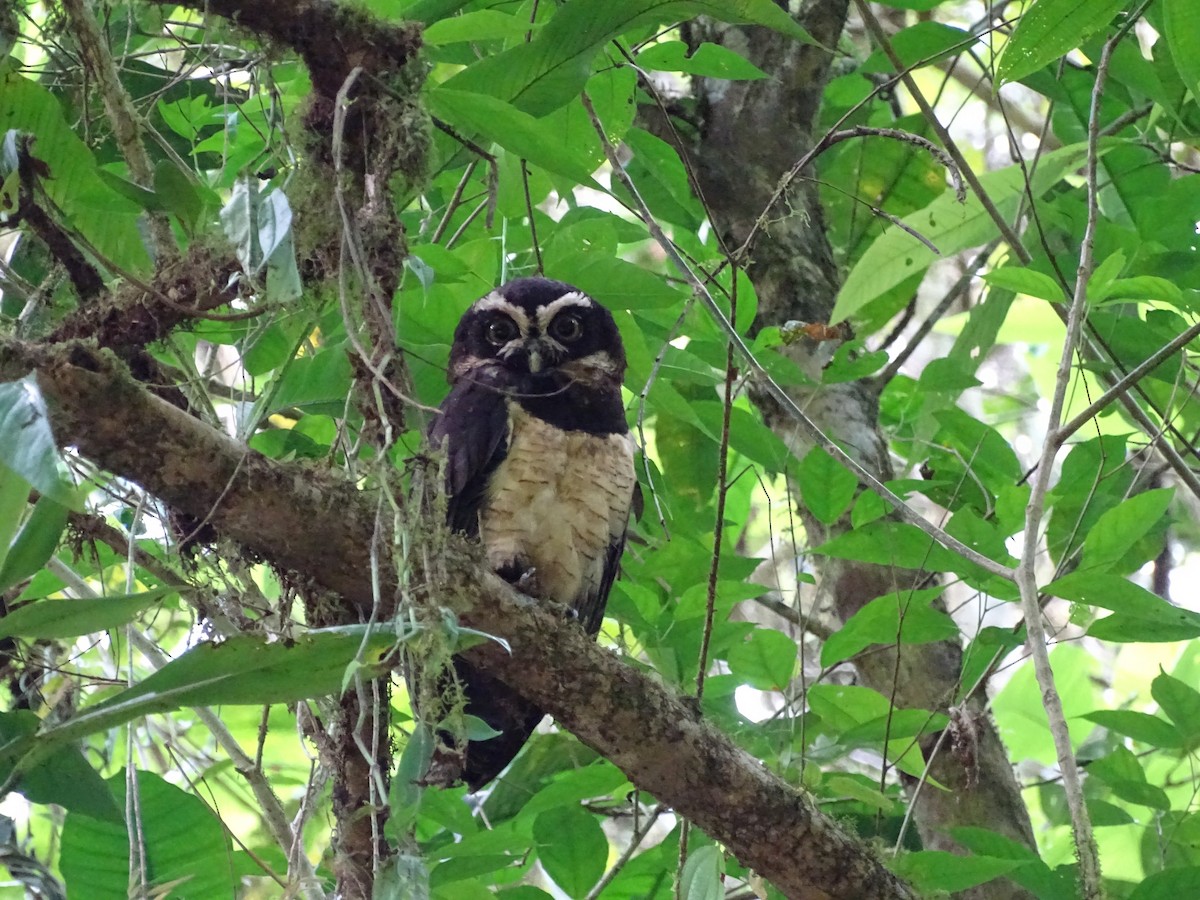 Spectacled Owl - ML49773341