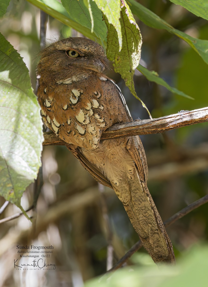 Sunda Frogmouth - ML497733541