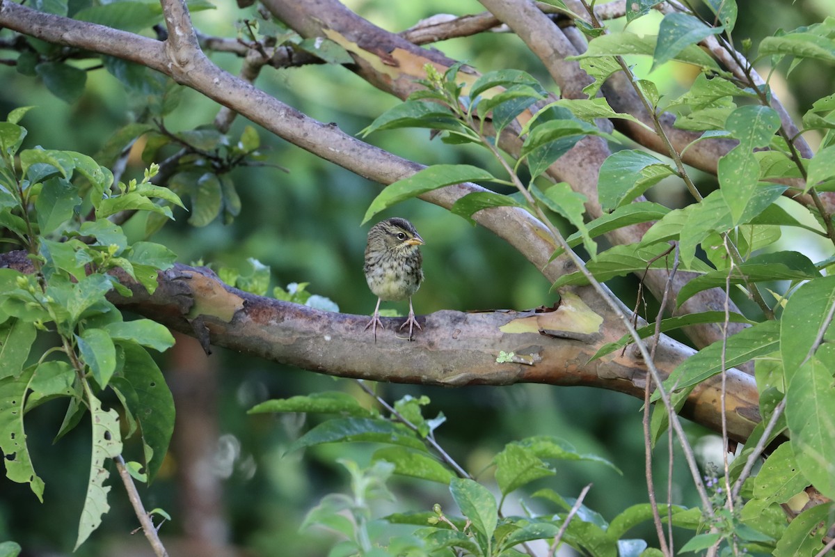 Rusty Sparrow - ML497734361