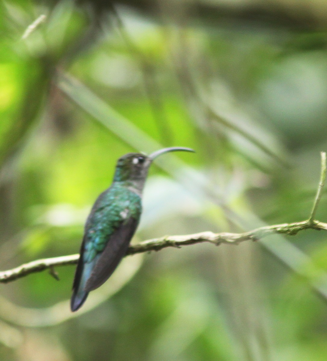 Wedge-tailed Sabrewing (Long-tailed) - ML497735201