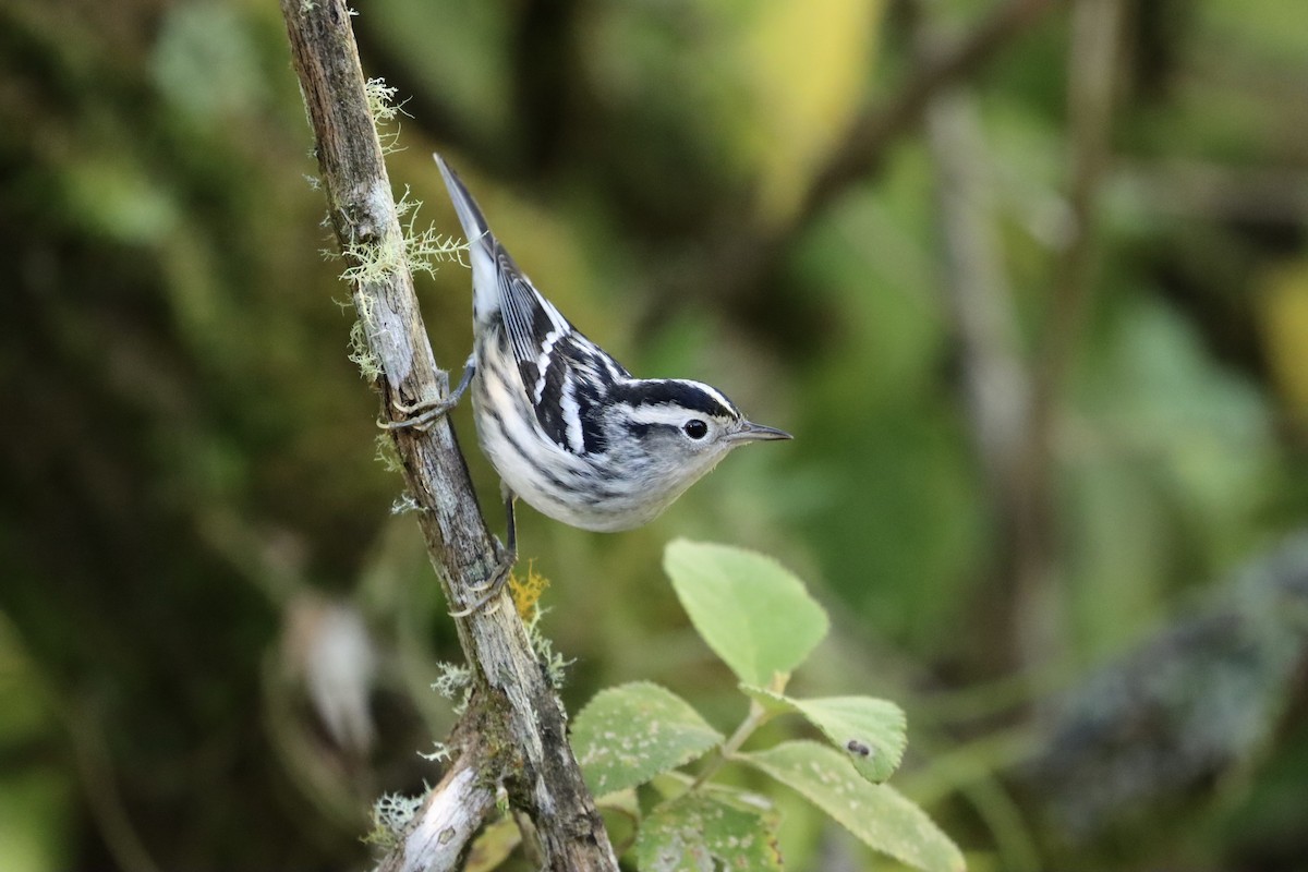 Black-and-white Warbler - ML497735891