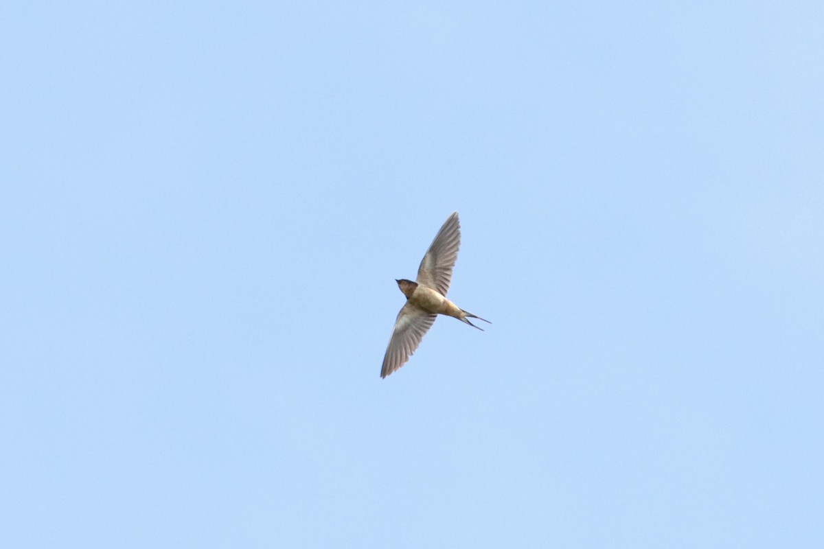 Barn Swallow - ML497736521