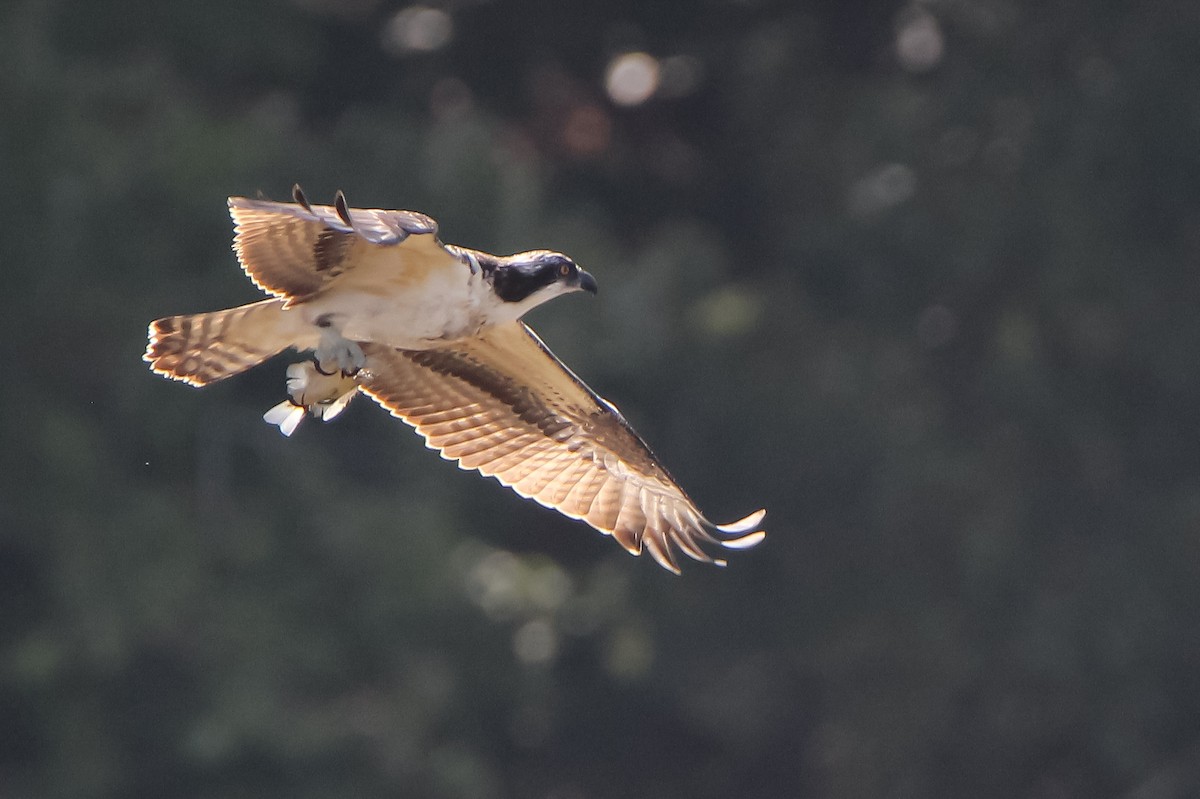 Osprey - ML497736861