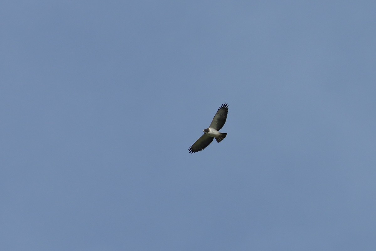 Short-tailed Hawk - ML497737571