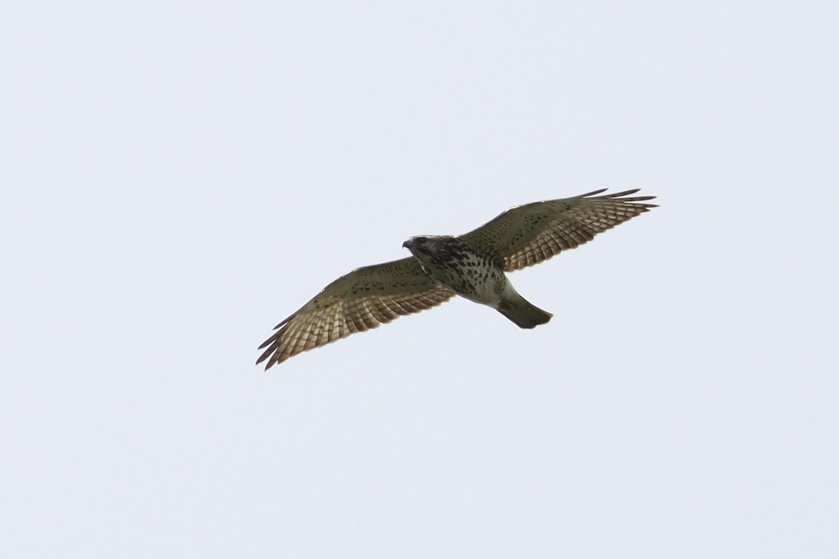 Broad-winged Hawk - ML497738271