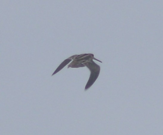 Wilson's Snipe - ML497739461