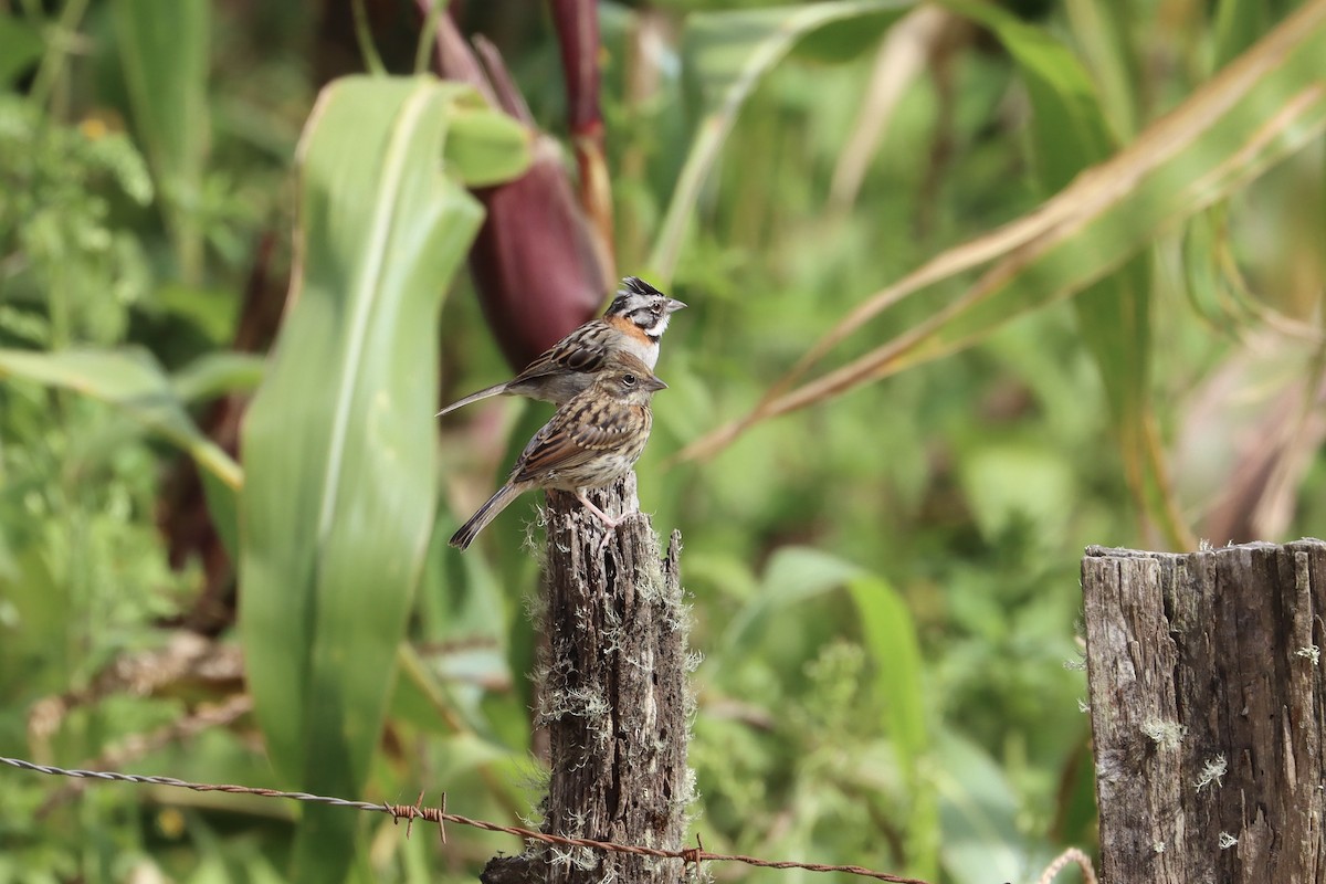 Rufous-collared Sparrow - ML497739681