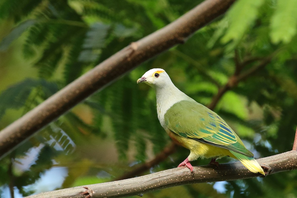 White-capped Fruit-Dove - ML497740551