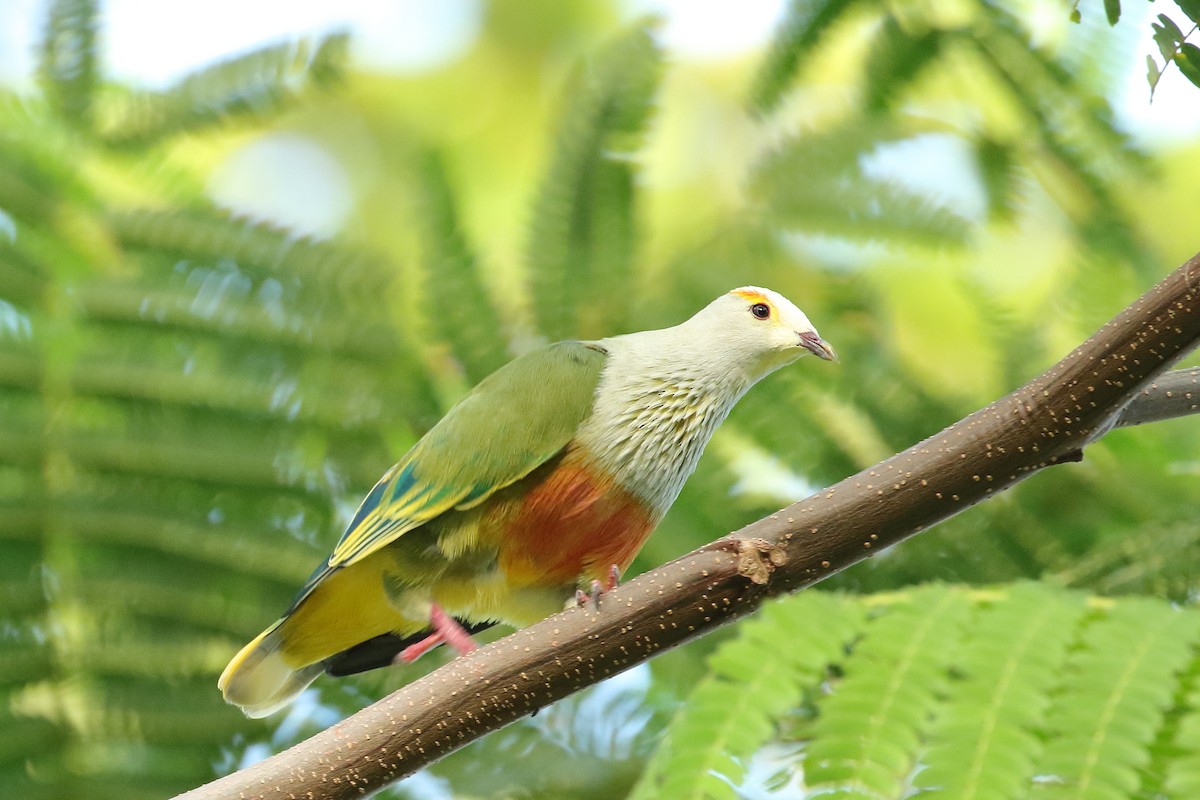 White-capped Fruit-Dove - ML497740571