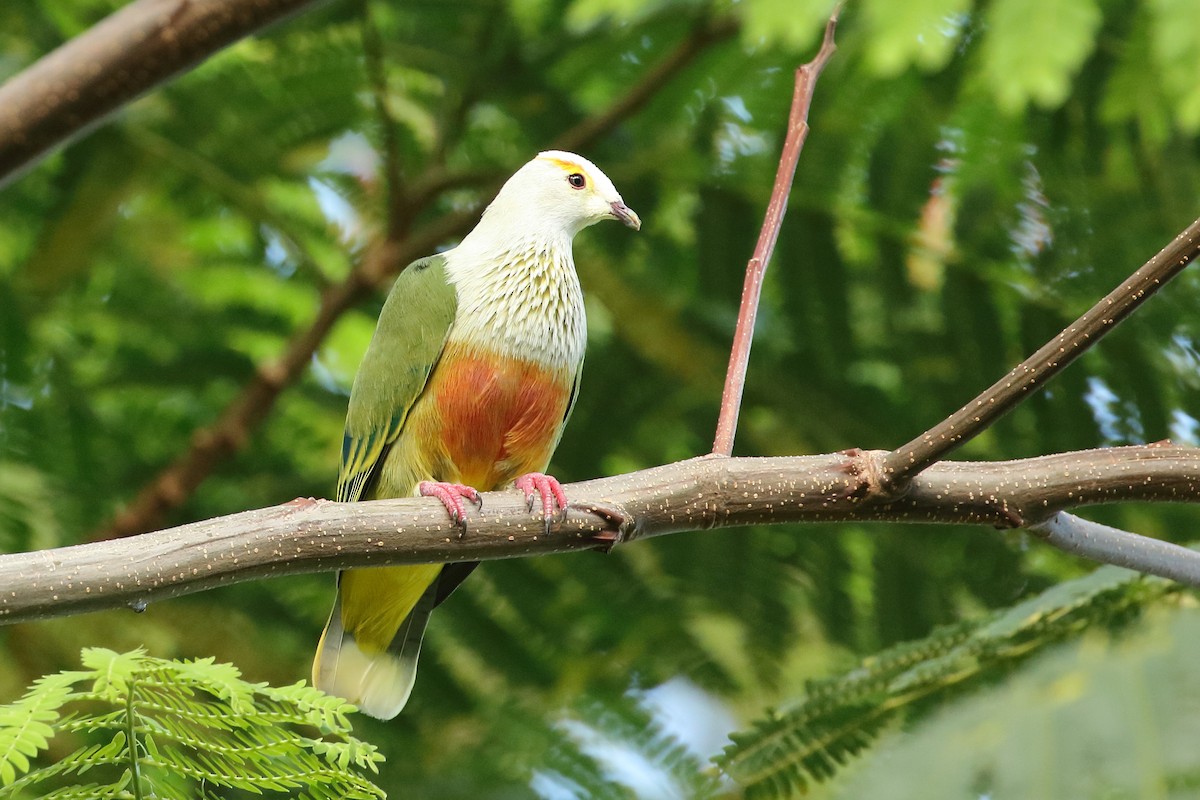 White-capped Fruit-Dove - ML497740581