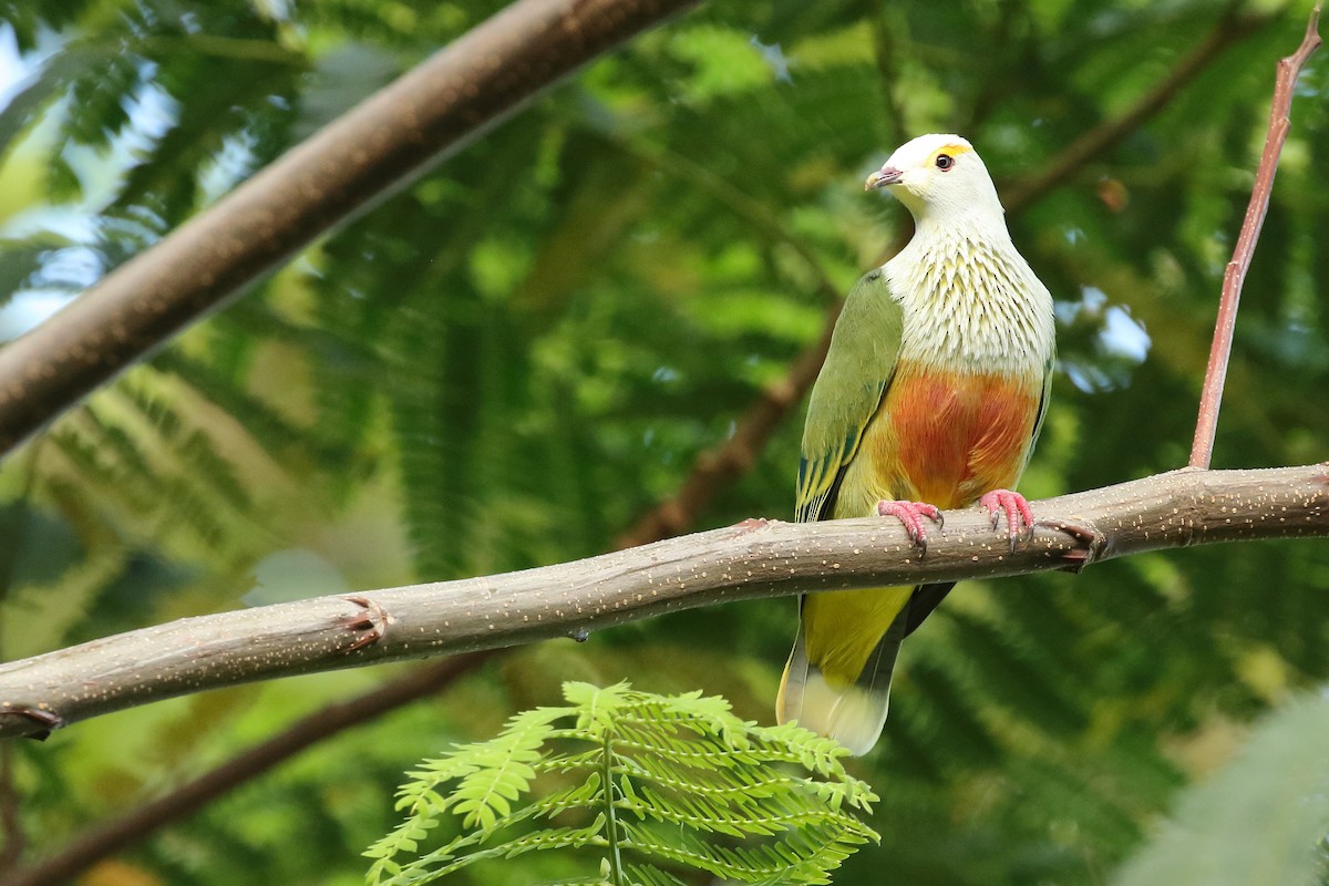 White-capped Fruit-Dove - ML497740601