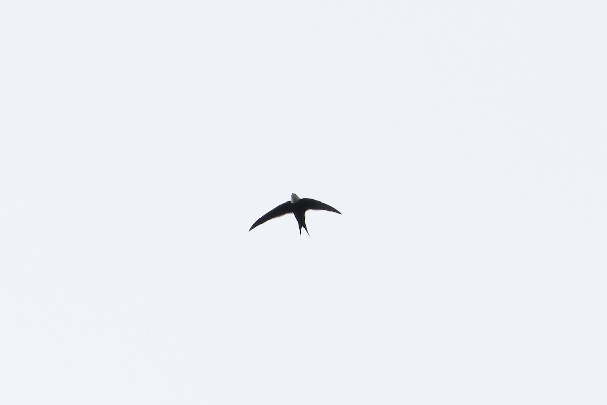 Great Swallow-tailed Swift - ML497740741