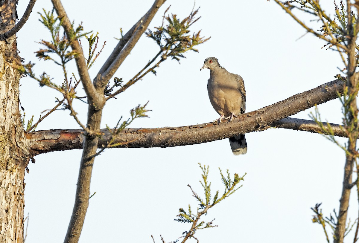 Oriental Turtle-Dove - ML497741891