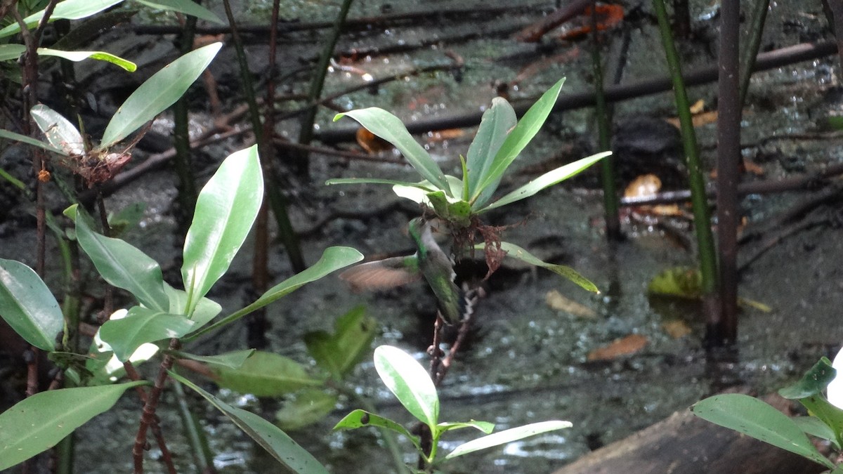 Antillean Crested Hummingbird - Kenrith Carter