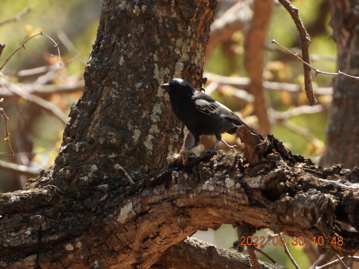 Southern Black-Tit - 🦋Anne Gagnon🦋