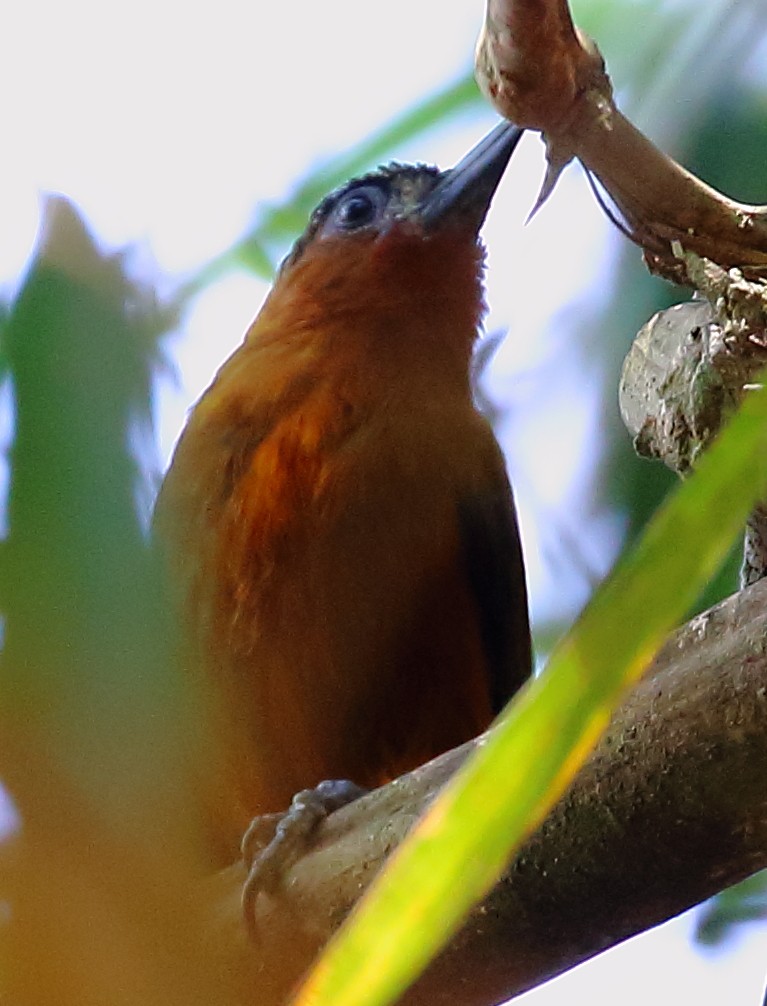 Rufous-breasted Piculet - ML497746061