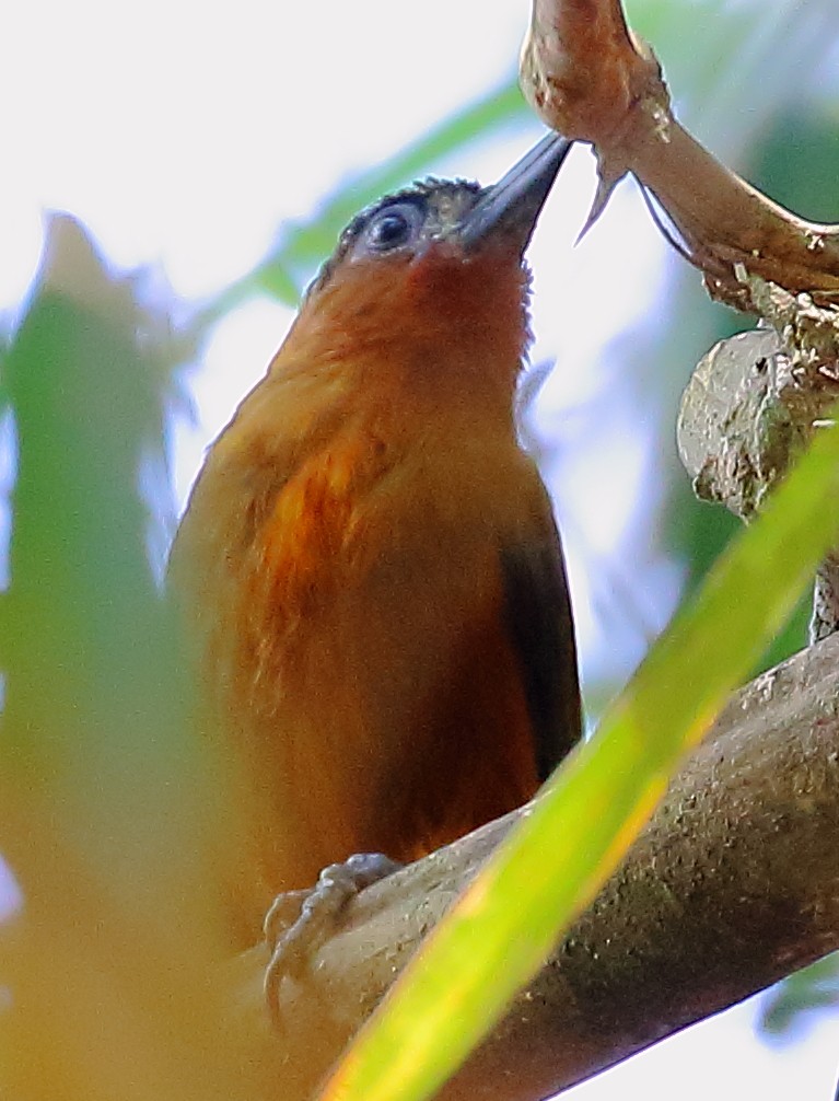 Rufous-breasted Piculet - ML497746071