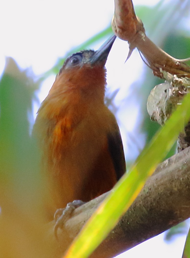 Rufous-breasted Piculet - ML497746081
