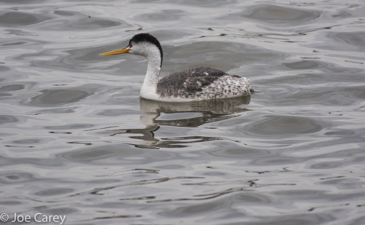 Clark's Grebe - Joe Carey